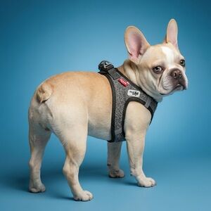 Curli Vest Harness for Dogs